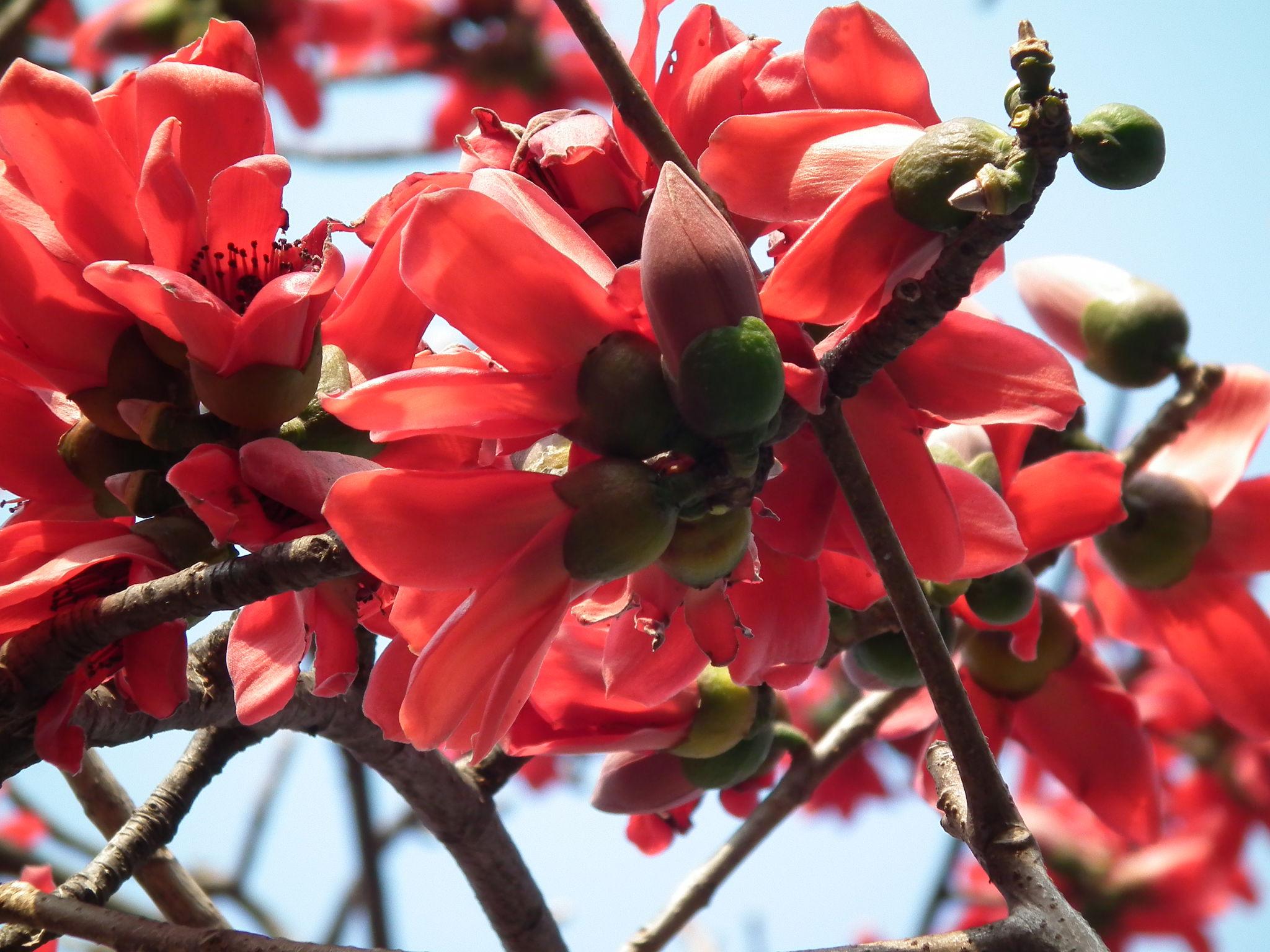 ফাল্গুন: বাংলাদেশের প্রেক্ষাপটে বসন্ত, ঐতিহ্য ও জাতিস্মৃতির বর্ণিল মাস